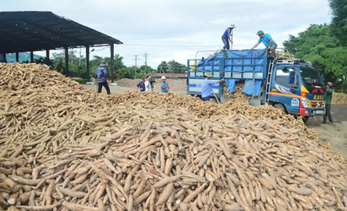 Trung Quốc là thị trường xuất khẩu sắn lớn nhất của Việt Nam