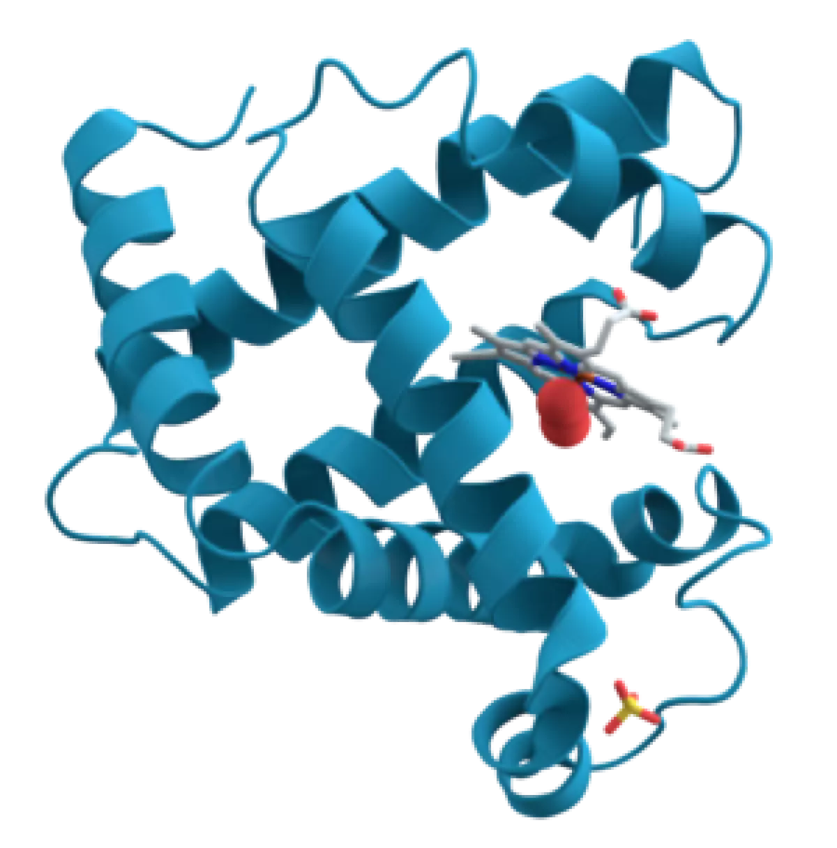 Minh họa cấu trúc 3D của protein myoglobin