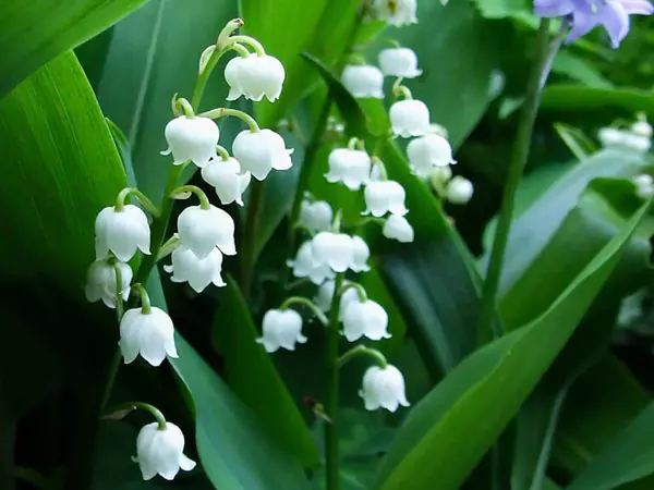 Hoa Lily of the Valley