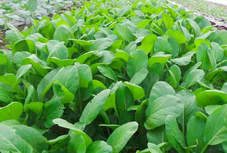 Hình ảnh cây cải ngọt Việt Nam