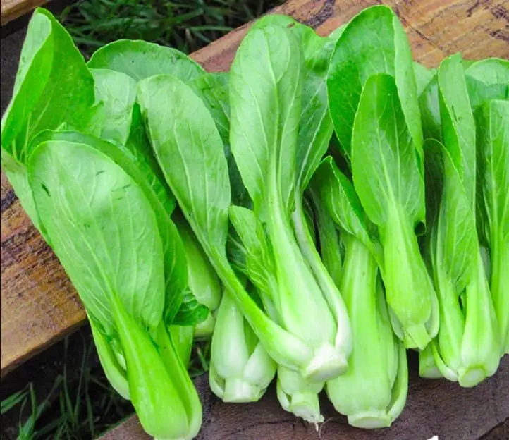 Hình ảnh cây cải thìa - Một trong những loại rau cải giàu dưỡng chất