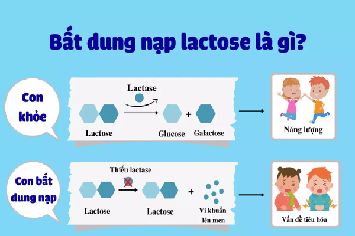 Đường Lactose là gì? Vai trò của Lactose đối với cơ thể