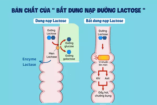 Đường Lactose là gì? Vai trò của Lactose đối với cơ thể