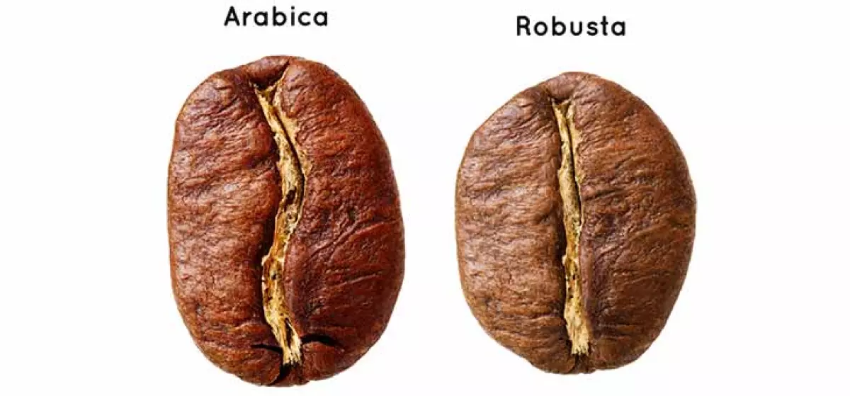 Hạt cà phê Robusta và Arabica có hình dáng khác nhau