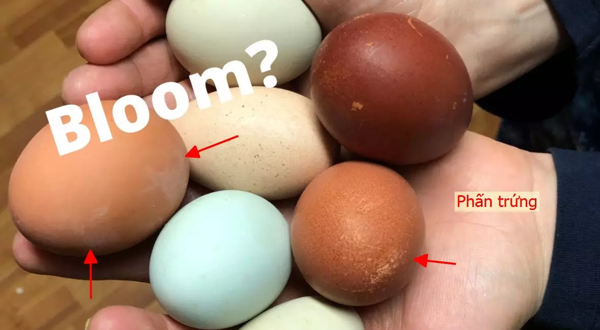 Cấu trúc giải phẫu của một quả trứng gà