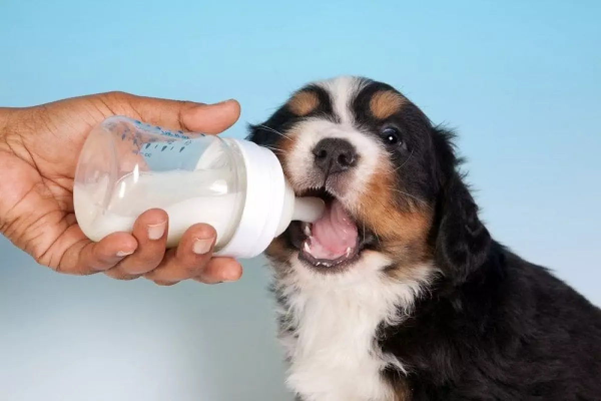 Có nên cho chó con uống sữa chuyên dụng hay không?