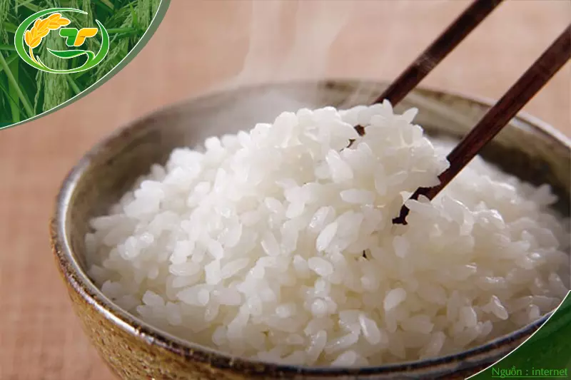 gạo nở thông dụng nấu cơm