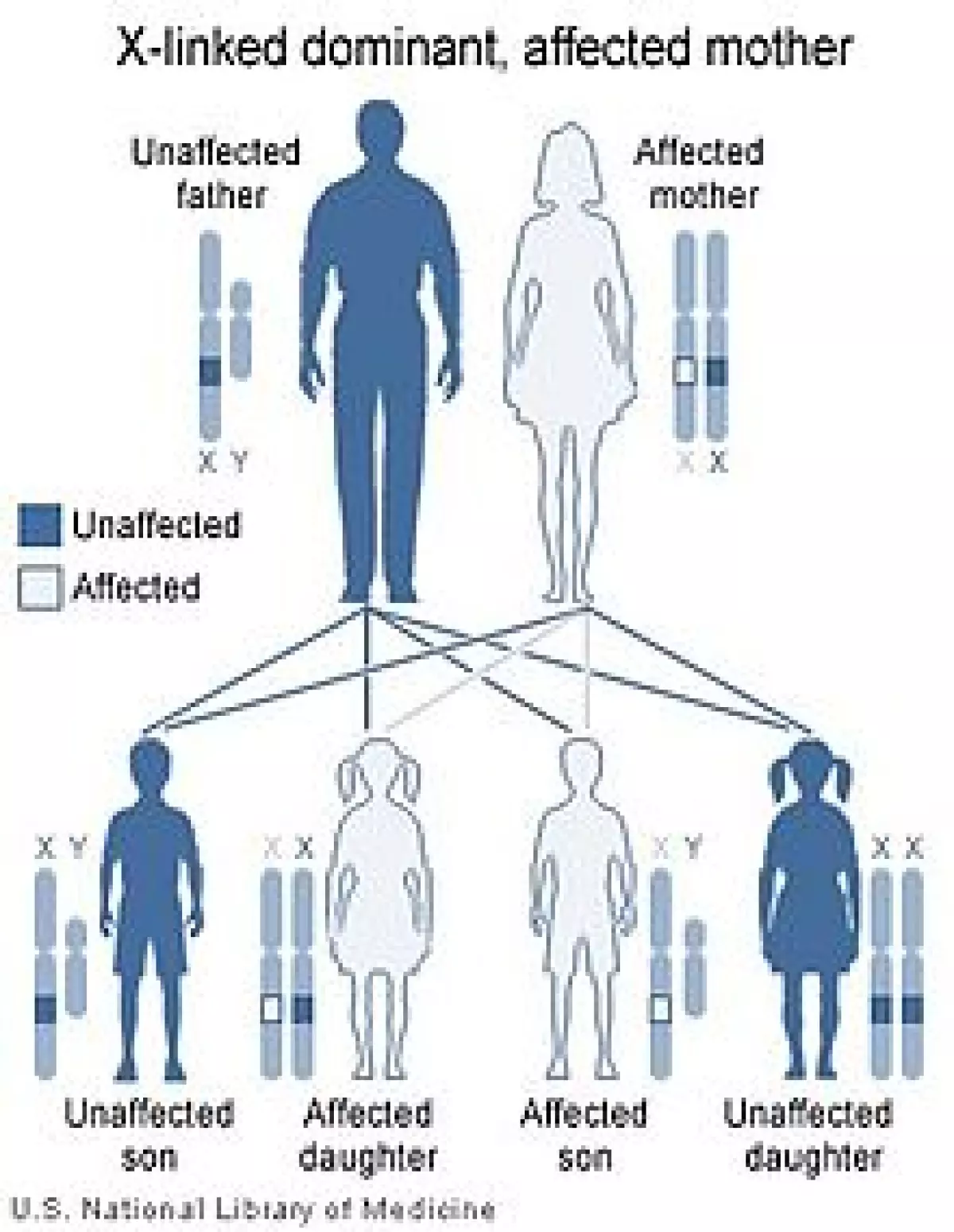 Di truyền gen trội liên kết X