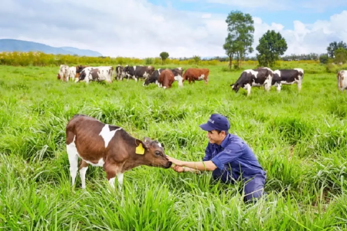 Những chú bò được chăn thả tự do trên cánh đồng. Đồng thời, thực hiện nguyên tắc ” 3 không” theo tiêu chuẩn Châu Âu: Không sử dụng hoocmon tăng trưởng, không dư lượng thuốc kháng sinh, không lấy thực phẩm biến đổi gen làm thức ăn cho bò.