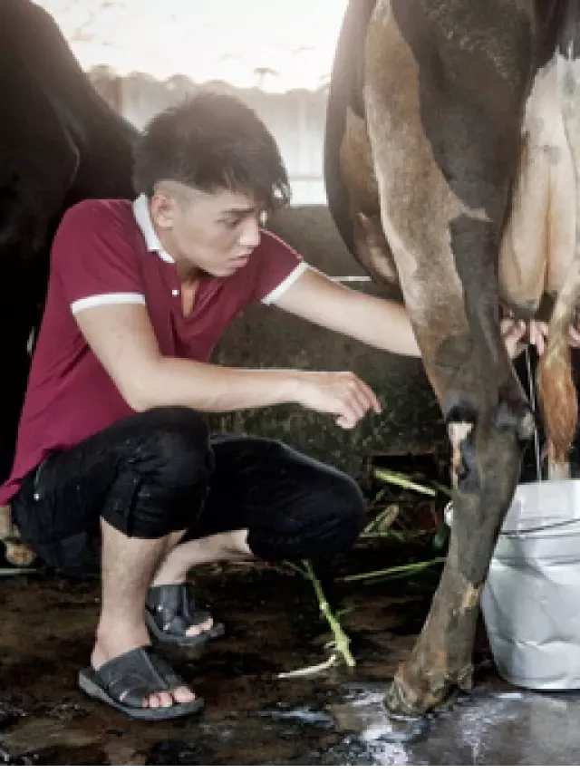   Chăn Nuôi Bò: Kỹ Thuật Vắt Sữa Bò Đúng Cách