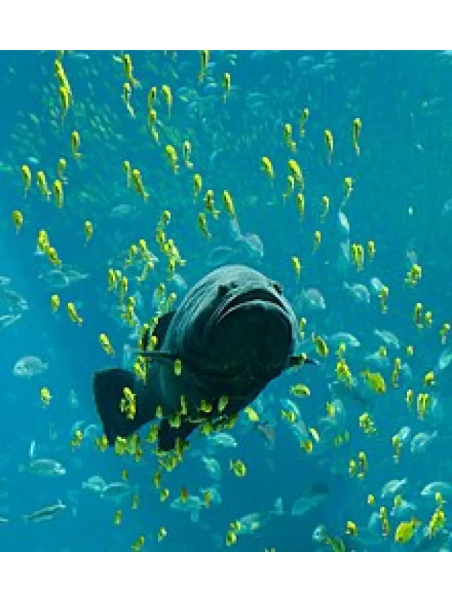   Cá: Loài Vật Đa Dạng Sống Dưới Nước